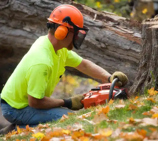 tree services Passaic